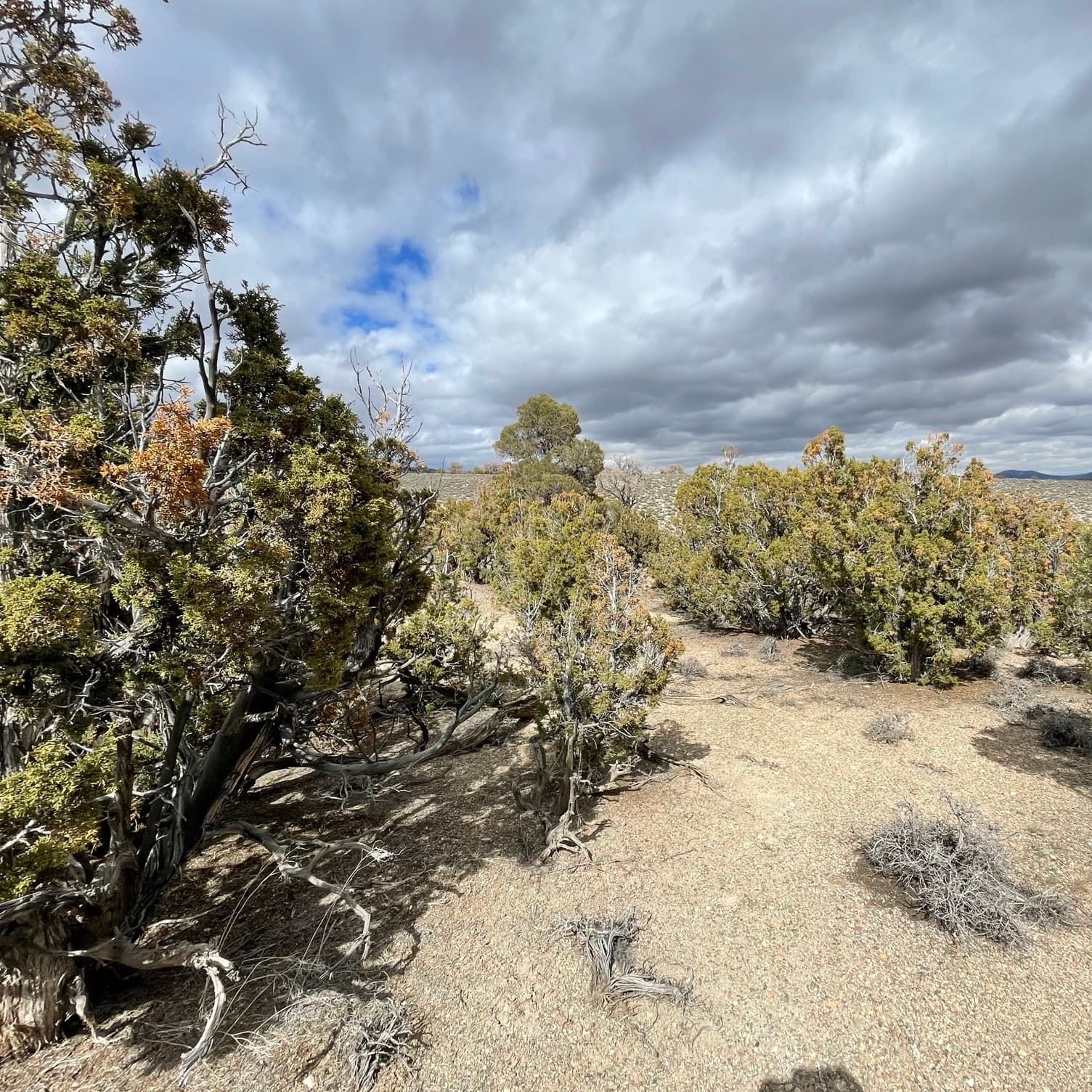 Camp more, worry less! Pitch a tent on 20 acres in the NV Mountains. in Montello, NV