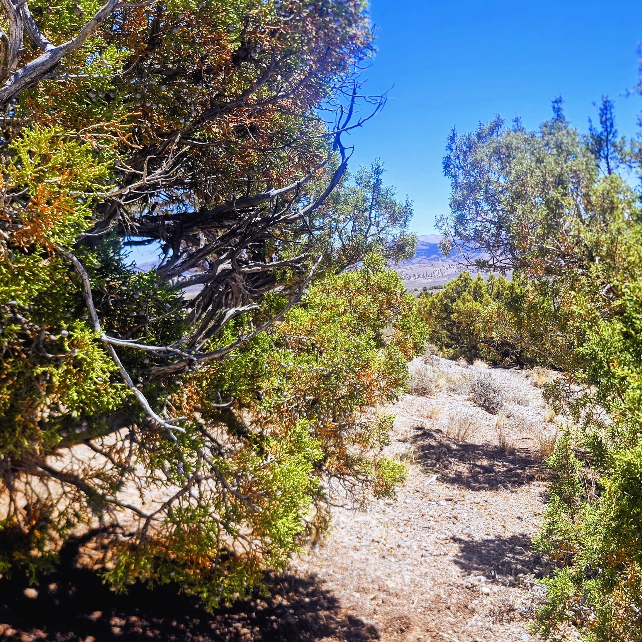 40 Acres Beside BLM—Your Private Escape in Montello, NV